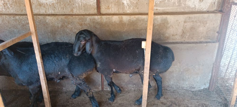 Qochqorla bor qurbonlika