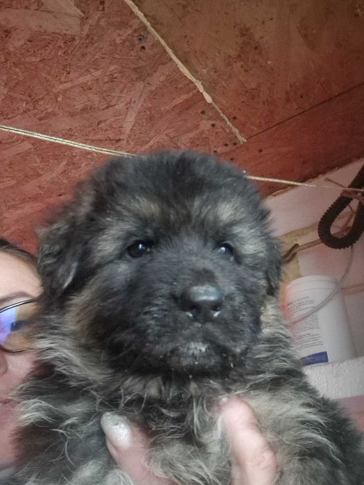 Ciobanesc german cu par lung