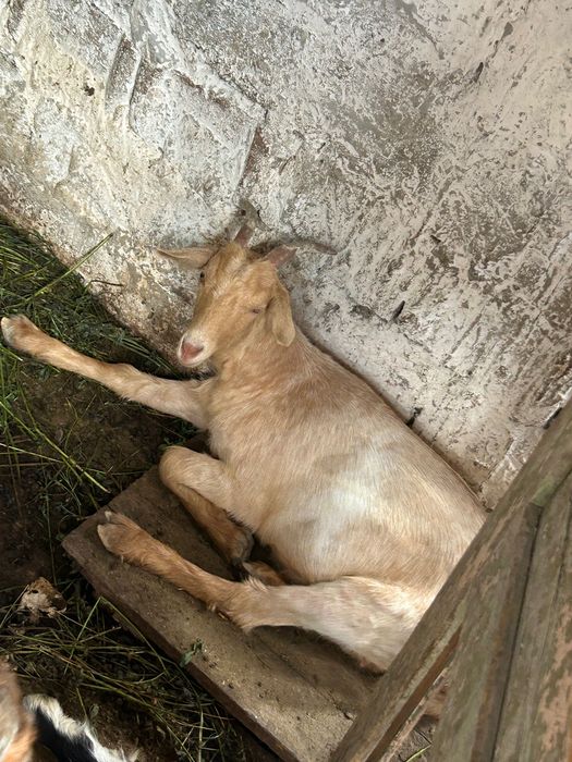 Capre de vânzare s au schimb cu alte animale .