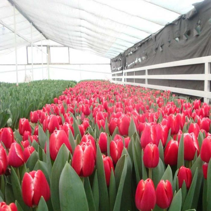 Шикарные тюльпаны с оформлением