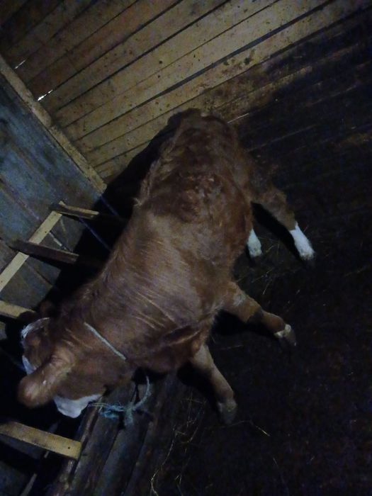 Vând viței  de rasa