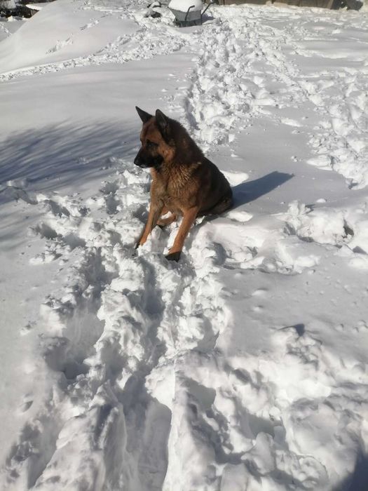 Малки кученца малиноа