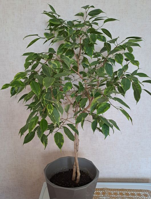 Продам взрослые растения - фикус сортовые