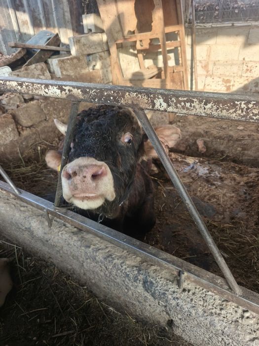 Продам бычков с откорма