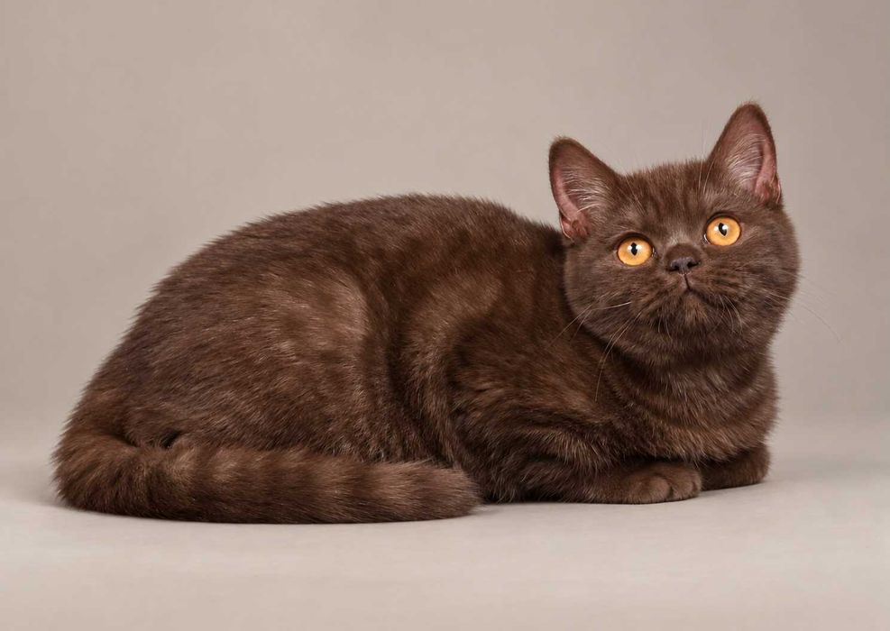 Chocolate (BRI b). Nu mai există una ca ea. 100% British. 100% Chocolate. 0% modestie. Pedigree. Felisa Lynx Rune Code.
