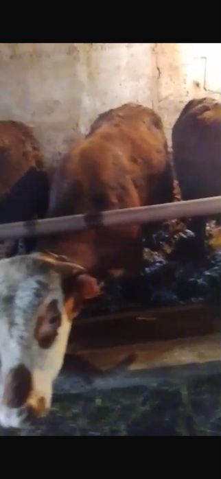 Бұқалар сатылады