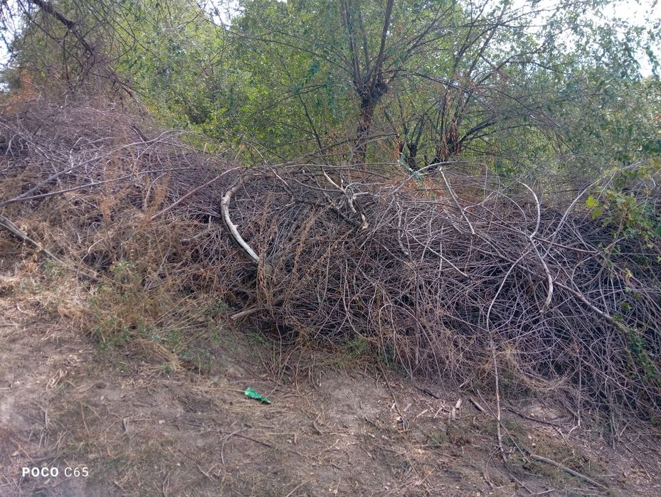 Қарағай ағаш кубпен сатылады