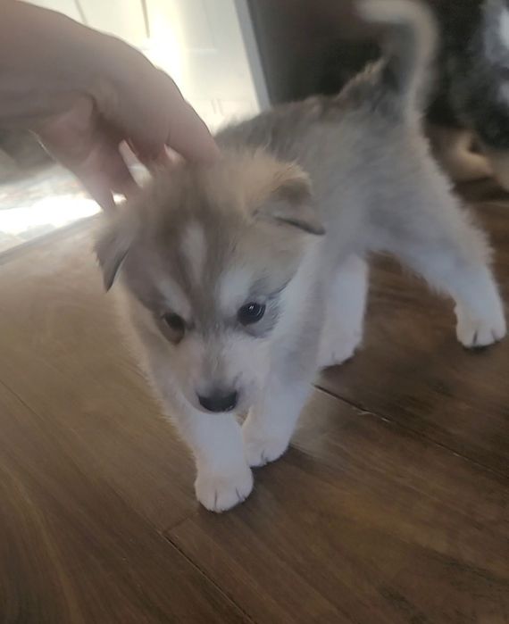 Остаться один мальчик реткого окраса сибирский хаски чистый читайте