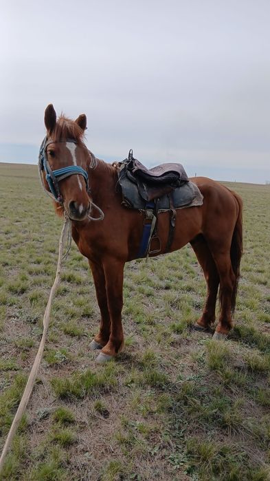 Продаётся жеребец