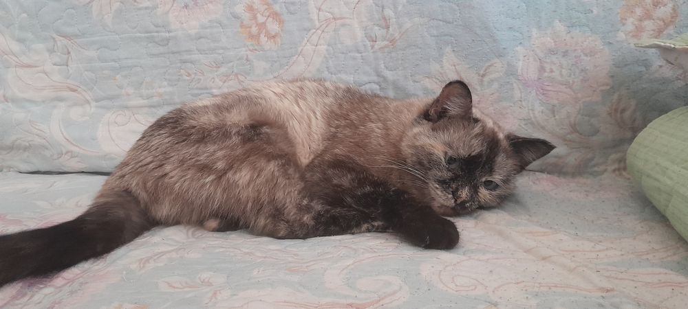 Отдам Кошку в хорошие руки