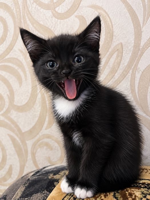 Котенок в добрые руки