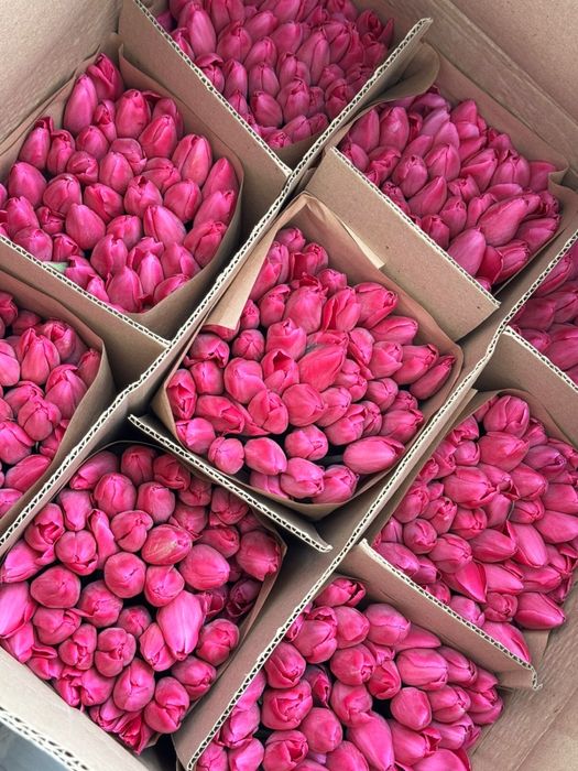 Тюльпаны супер качества 850тг