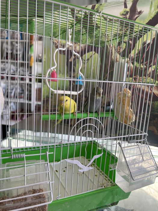 Sayroki papugaylar bitta para qafasi bn sotiladi