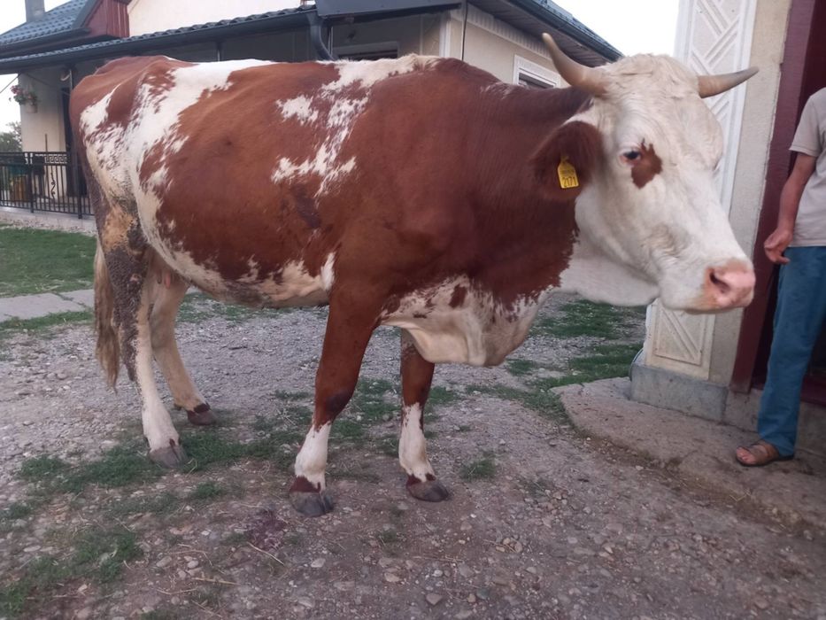 Se vinde vacă bălțată