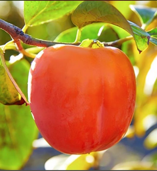 Pomi altoiți, pomi eczotici,columnari,trandafiri, viță de vie,nuc.