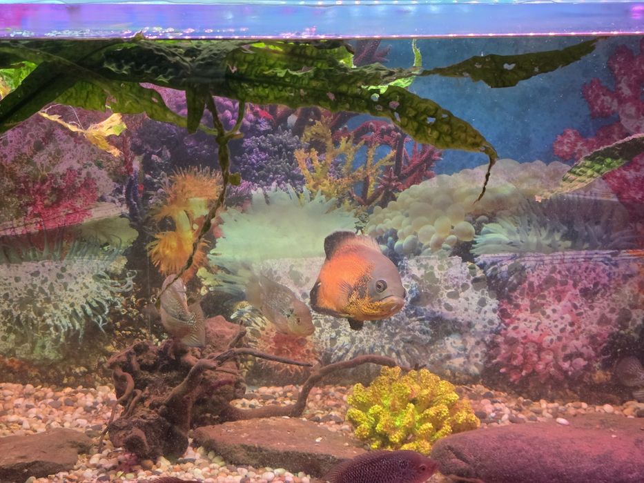 Продам аквариум с рыбками