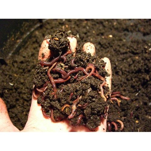 Чистый натуральный Биогумус отличного