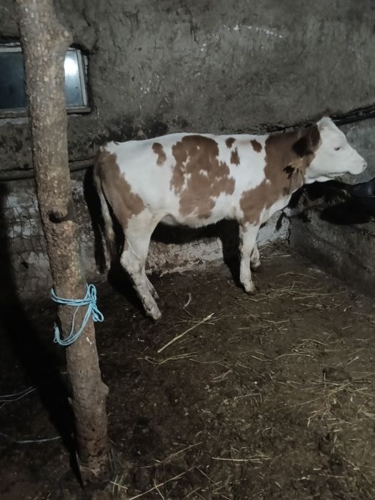Vând vițica înțercată