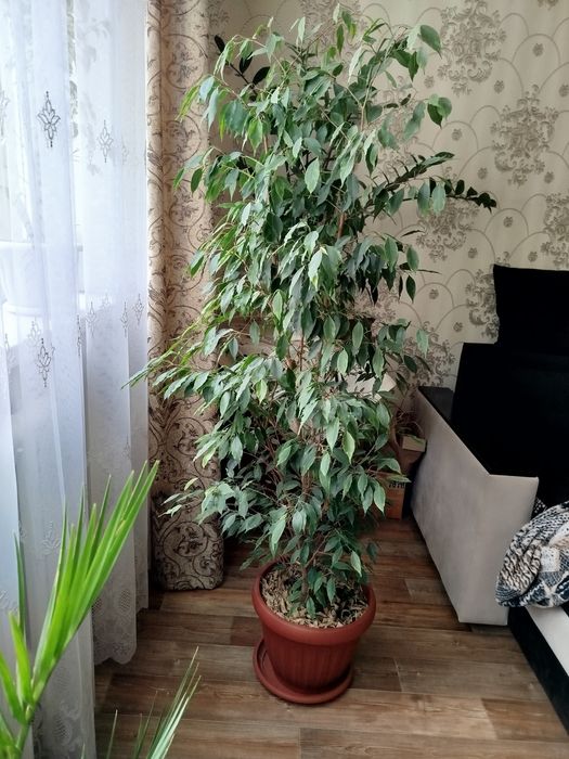 Продам Фикус /Продам Фикус