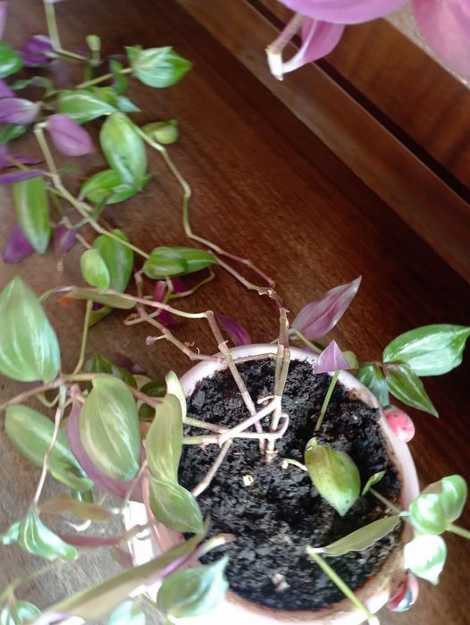 Продам традесканцию