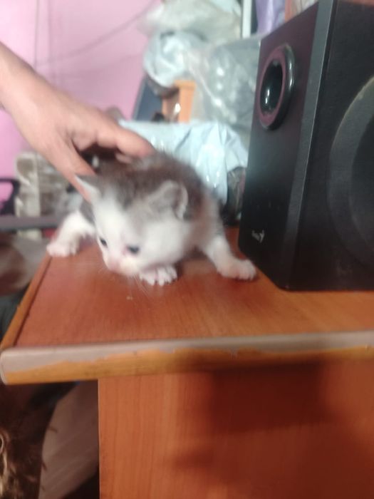 Британские  котята