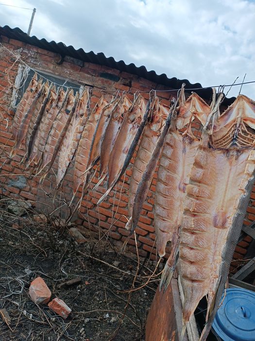 Продам. Вяленая щука. 3000 за кг.