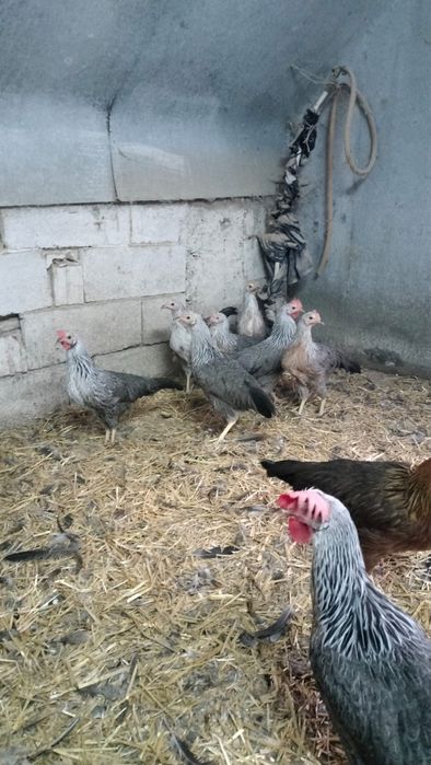 Cocos Leghorn si puicute