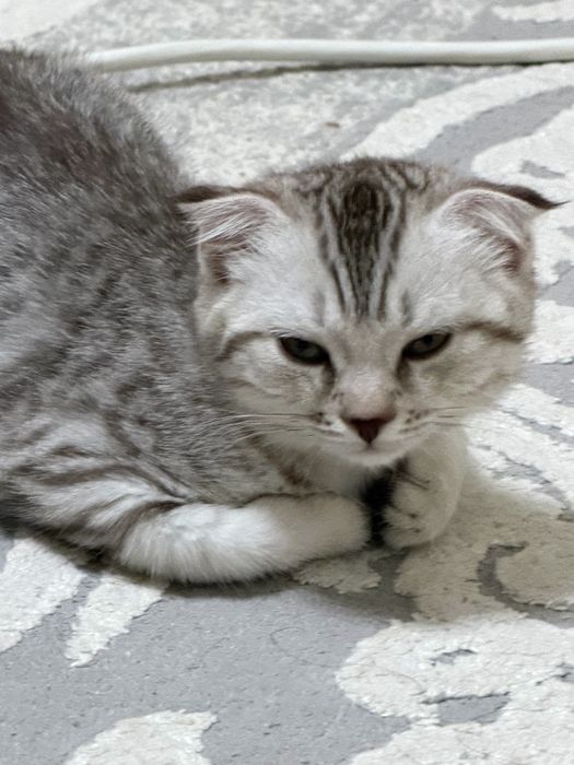 котик трехмесяная