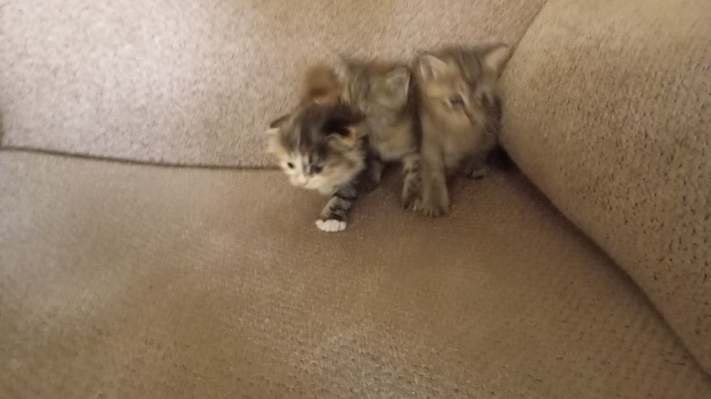Породистые котятя