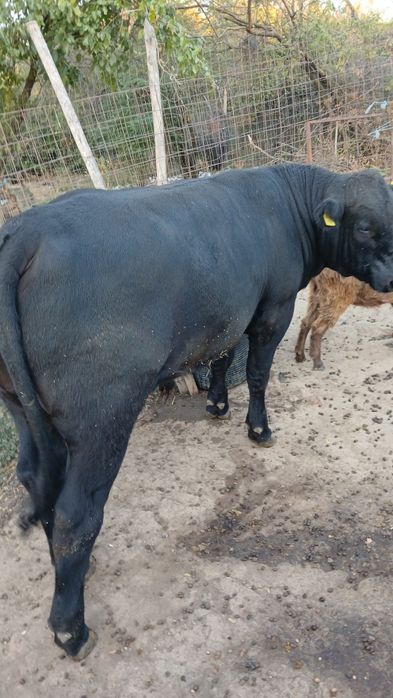 Tauri angus de vânzare Taure