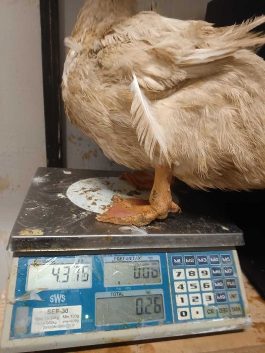 rate de rasa pekin intre 2.5kg-3.5kg - 27lei bucata negociabil