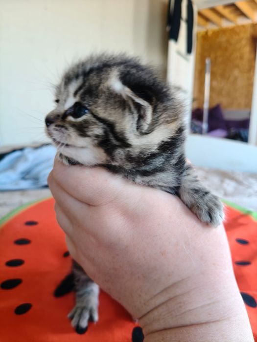 Продам котят породистых