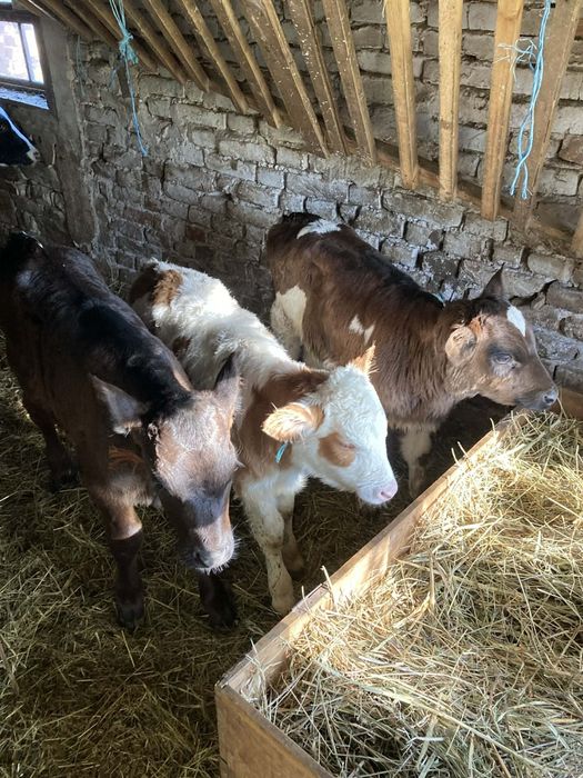 Продавам три женски телета месодайни