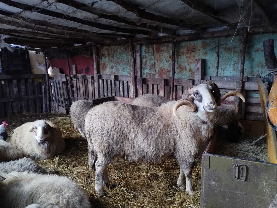 Продавам овен, три годишен