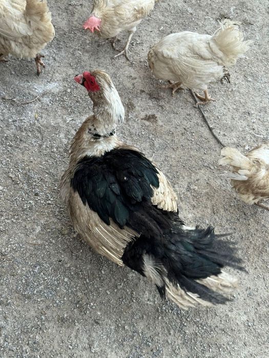 Индоутка қораздары/