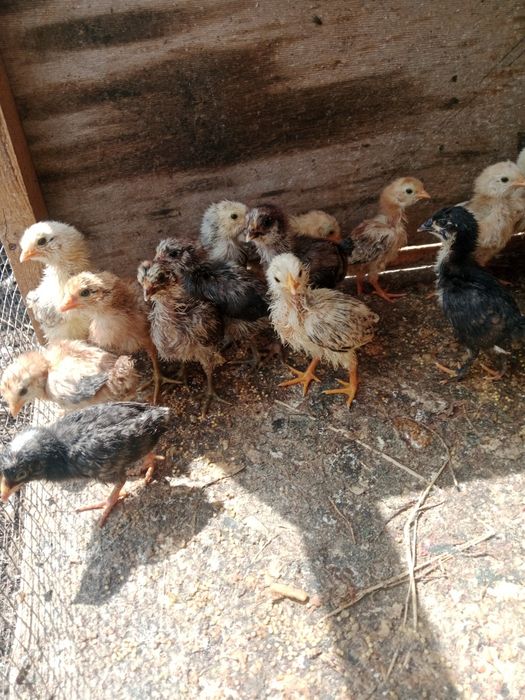 37 шт цеплят продам