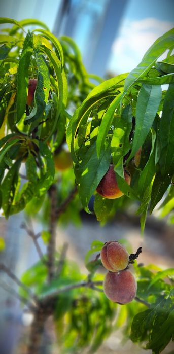 Pomi Fructiferi pitici Dwrf