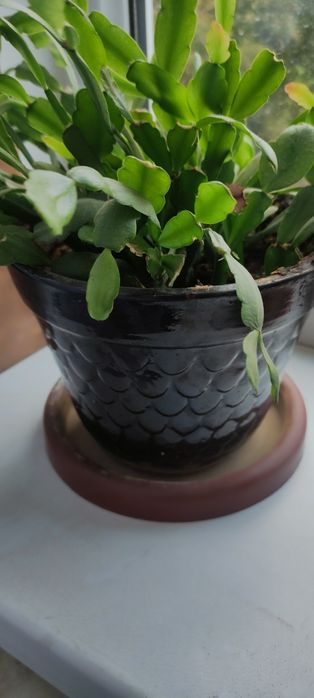 Продам комнатные цветы