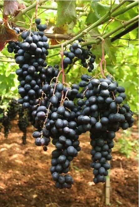 Vita de Vie (Fara samburi de Masa )