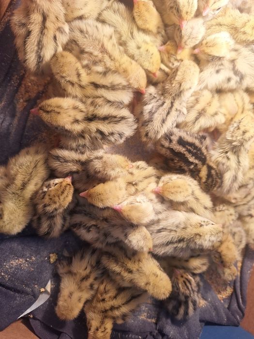 Пъдпъдъци на 10 дни със всички лекарства и ваксини