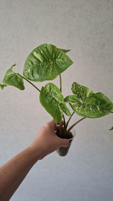Продам комнатные цветы