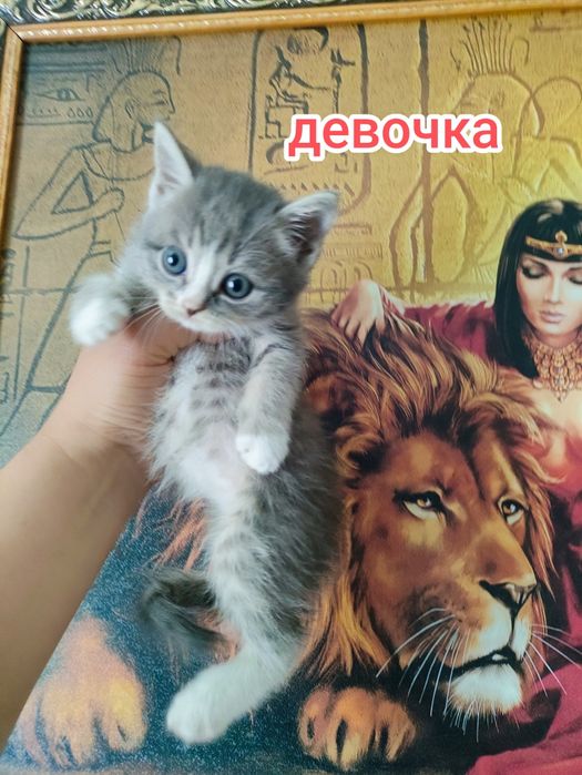 Отдам очень красивых котят в добрые руки