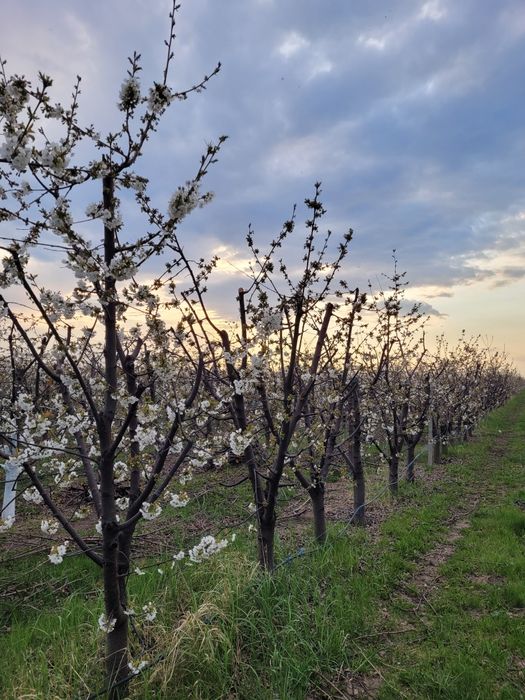 5ha Livada Ciresi la 100 km de București