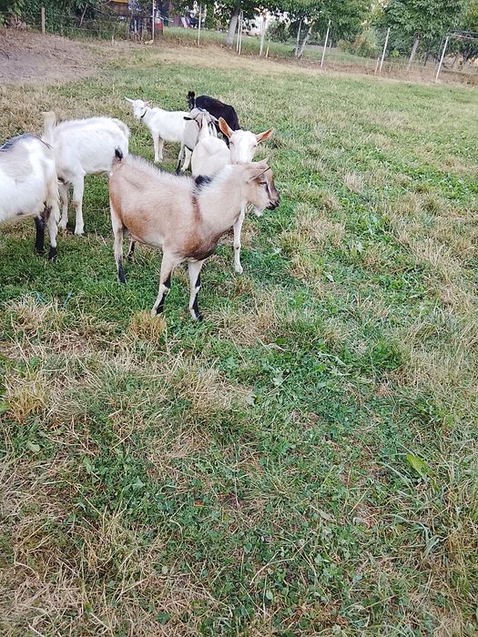 Țap alpin francez