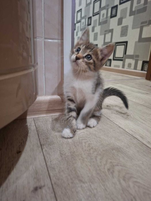 Отдам котёнка в добрые руки