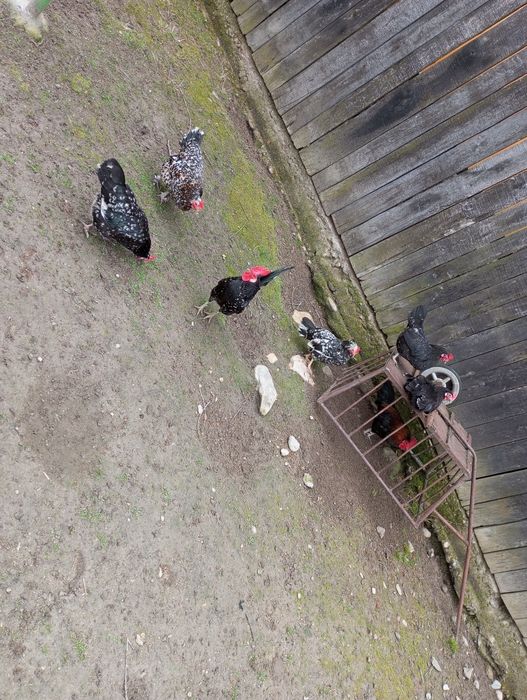 Oua incubat proaspete de la pasarile din imagine!