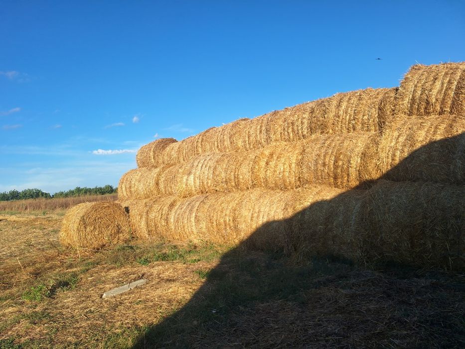 Baloti rotunzi de paie