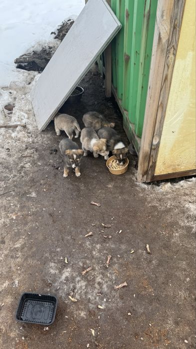 Щенки в добрые руки