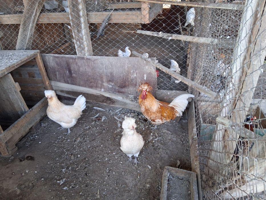 Vand pereche de Gaini Paduane 350 lei