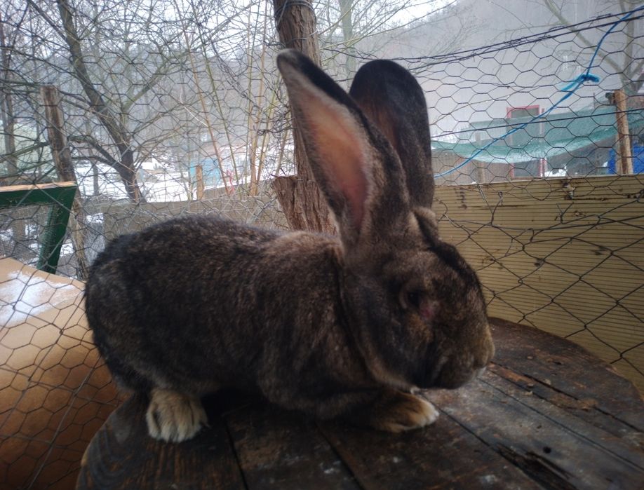 Mascul uriaș german